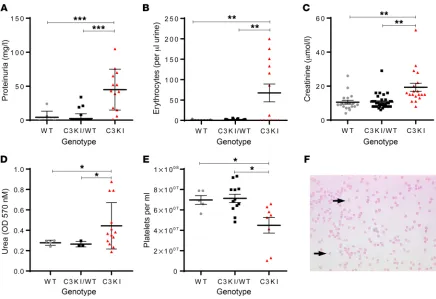 Figure 3. Further characterization of the C3KI mice. Where available, levels of proteinuria (A) and hematuria (B) were measured by Combistix (Siemens/Bayer) analysis of urine collected during routine handling