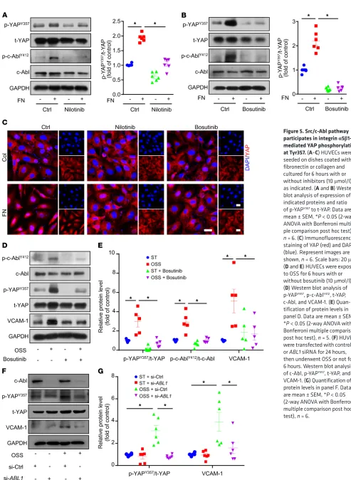 Figure 5. Src/c-Abl pathway participates in integrin 51–