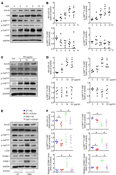 Figure 3. OSS induced phosphorylation of YAP at Tyr357 through integrin α5β1. (A and B) HUVECs were exposed to OSS for different times, as indicated