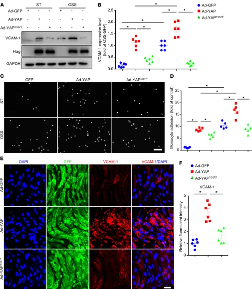 Figure 4. Tyr357 phosphorylation of YAP induced endothelial activation in vitro and in vivo