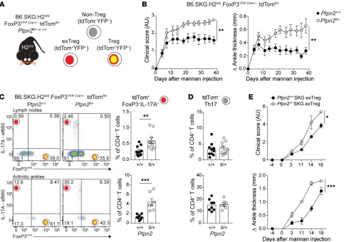 Figure 7. Treg-specific Ptpn2Compiled data from at least 3 independent experiments are presented in an individual mouse