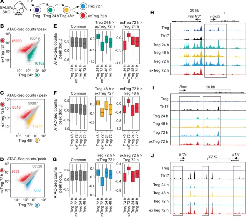 Figure 10. exTregs display a unique chromatin landscape. (sion, and exTregs. Scale: 0–1200 for A–J) ATAC-Seq for chromatin accessibility in SKG Tregs and SKG Th17 cells, as well as SKG Tregs during in vitro conversion and SKG exTregs