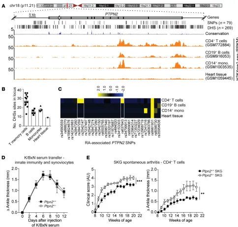 Figure 1. RA-associated haploinsufficiency of Ptpn2CD19development of spontaneous arthritis in female shown in  promotes T cell–dependent arthritis in mice