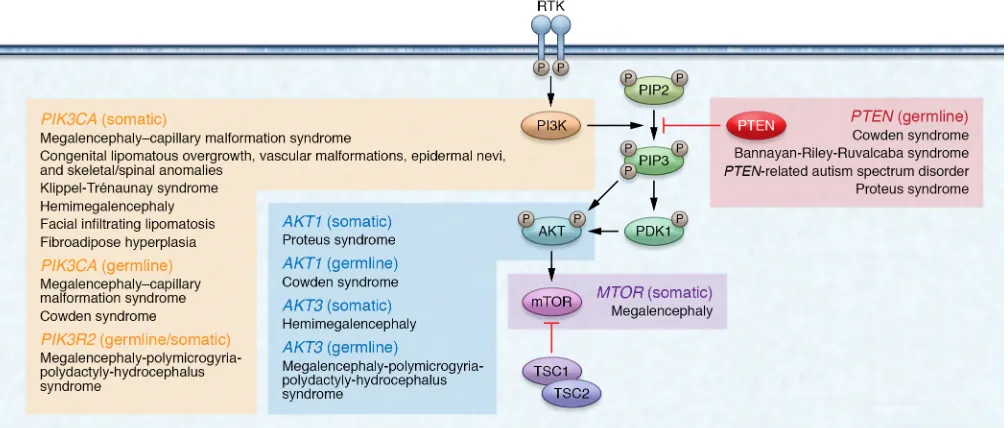 Figure 2. The classic PTEN pathway and associated PTEN-opathies. The PTEN-opathies encompass a spectrum of disorders with mutations within genes encoding proteins belonging to the PTEN pathway