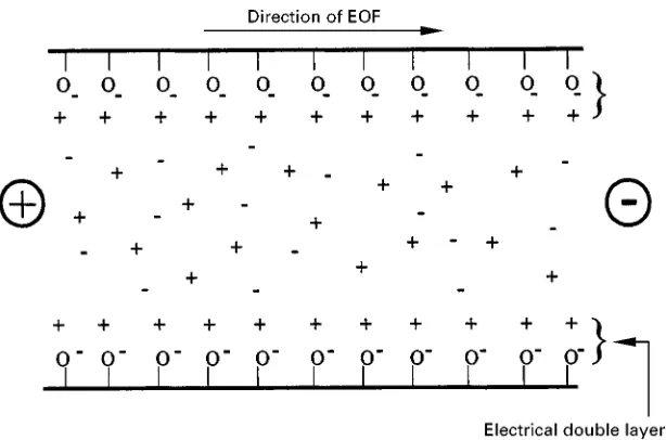 Figure 3The double layer formed in silica channel. The layers of cations which collect along the walls of the channel will migratetowards the cathode when a voltage is applied
