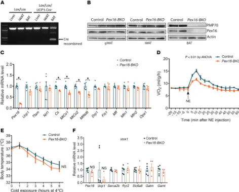 Figure 6. Generation and characterization of BAT-specific Pex16-knockout mice. (indirect calorimetry before and after intraperitoneal NE injection; challenge; lyzed by Student’s A) Analysis of Cre-mediated recombination by PCR