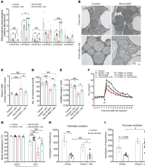 Figure 9. Dietary supplementation of plasmalogens rescues mitochondrial morphology and function and improves cold tolerance in Pex16-AKOusing indirect calorimetry before and after intraperitoneal NE injection; to and after 6 hours of cold exposure; were an