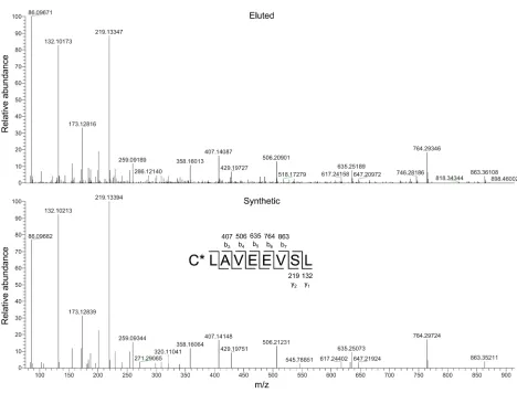 Figure 2. Validation of C*LAVEEVSL as peptide eluted from HLA-A*02:01–positive AML with ΔNPM1