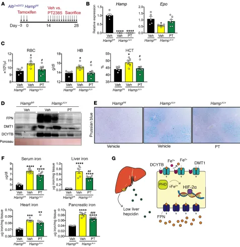 Figure 7. Inhibition of HIF-2α using PT2385 reverses iron accumulation in multiple tissues in hepcidin-deficient hemochromatosis