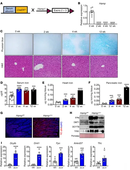 Figure 1. Temporal disruption of hepatic hepcidin activates intestinal HIF-2α and leads to rapid iron accumulation