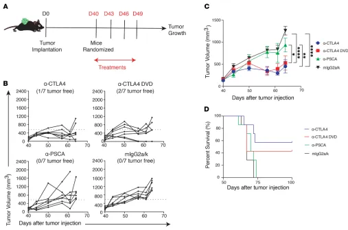 Figure 6. Anti-CTLA4 DVD preserves antitumor activity. (A) C57BL/6j male mice were implanted with TRAMP-C2 tumors at day 0 (D0), and tumors were allowed to grow for 40 days