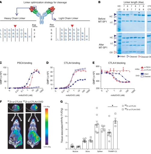 Figure 3. Protease-cleavable linkers can act as a switch to convert the specificity of a DVD from a tumor antigen to a therapeutic target