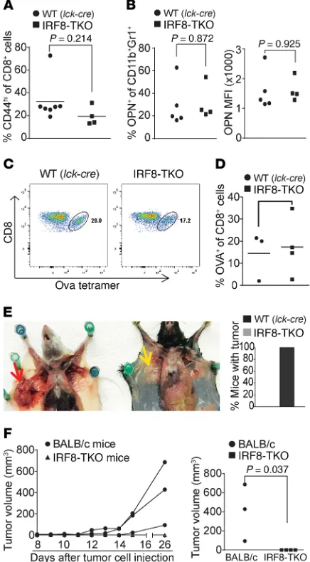 Figure 6. Mice with IRF8 deficiency only in T cells exhibit no deficiency  in generation of antigen-specific CD8mammary gland of BALB/c (Mice were sacrificed at day 26 and dissected for examination of tumor presence