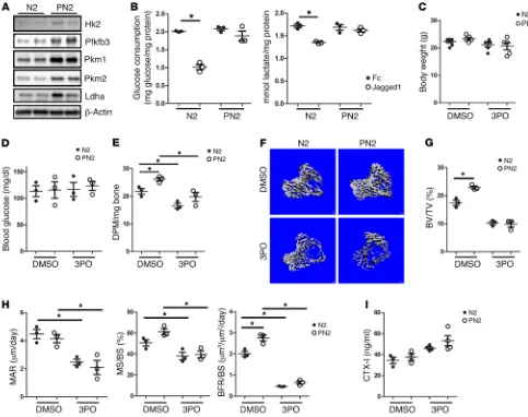 Figure 2. Suppression of glycolysis abolishes excessive bone formation caused by Notch2 deletion