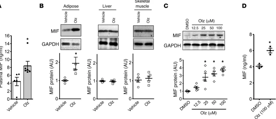 Figure 4. Olanzapine increases plasma MIF levels and MIF expression in adipose tissue