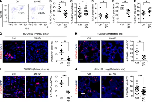 Figure 3. Δshow S100A8show quantification of S100A8HCC1806 tumor based on the staining of CD11B and Gr1 markers shows MDSC population