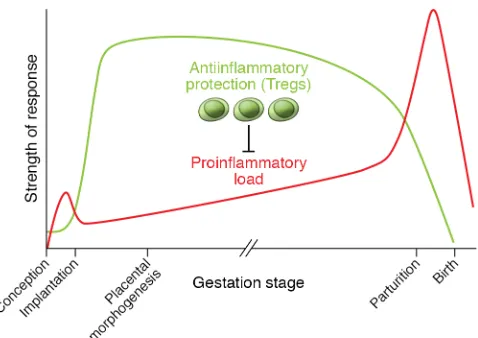 Figure 1. Tregs are critical for controlling inflammation in the transition to an antiinflammatory decidual environment necessary for embryo implantation and progression of pregnancy