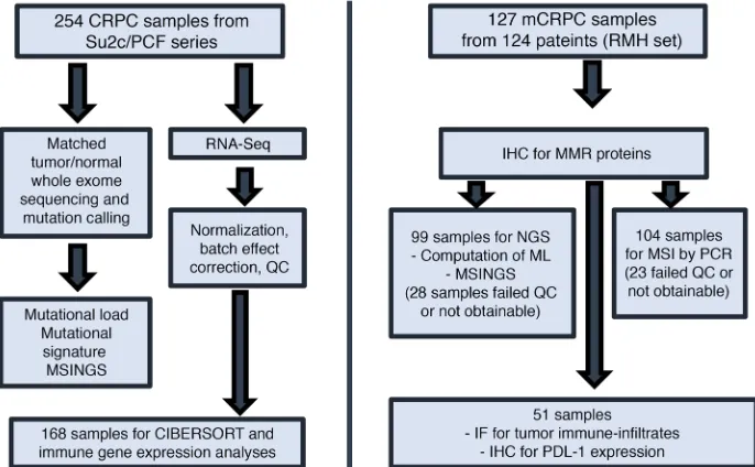 Figure 1. Consort diagram. Assays per-formed on 2 different cohorts of sample patients from the Royal Marsden Hospital (RMH) and the Stand Up To Cancer/Prostate Cancer Foundation (SU2C/PCF) database