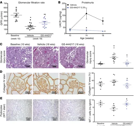 Figure 7. GS-444217 halts the progressive decline of renal function in a mouse model of DKD