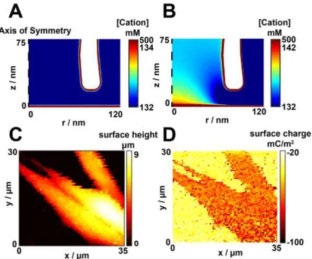 Figure 4. Simulated cation (K+) concentration under physiological conditions (~140 mM 1:1 