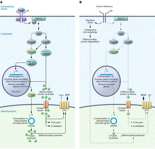 Figure 1. The mitochondrial proteome in the presence and absence of insulin signaling