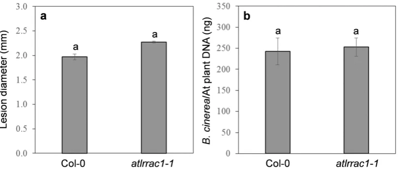 Figure S4. Pathogen growth quantification in B. cinerea inoculated Arabidopsis Col-0 and atlrrac1-1 