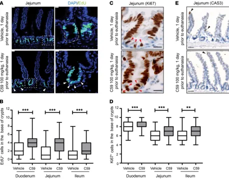 Figure 1. Wnt inhibition enhances proliferation of intestinal stem cells. (A) C59 induced proliferation in the crypt base