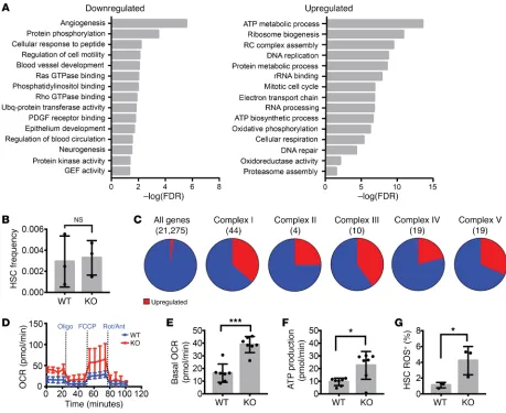 Figure 2. Increased respiration in adult Prdm16-deficient HSCs. (A) GO pathways significantly up- or downregulated in Prdm16-deficient HSCs