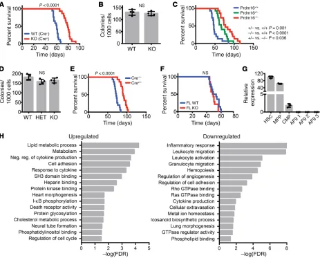 Figure 5. sPrdm16 cells. (MLL-AF9 cells generated from BM Linstem and progenitor cells and in MLL-AF9 leukemic cells (lated in KO relative to WT MLL-AF9 cells from expression in HSCs shortens latency of MLL-AF9 leukemia