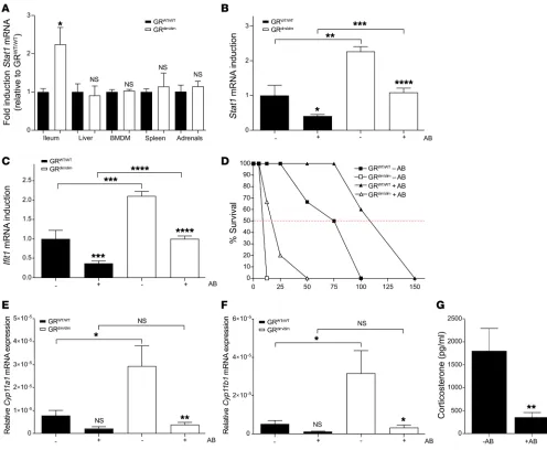 Figure 3. The gut microbiota determine the gut-specific ISG signature in GRdim/dimand  mice and local GC production