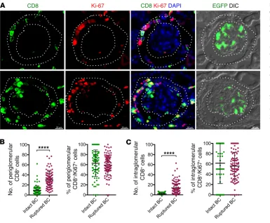 Figure 6. Effects of BC rupture on the distribution of proliferat-