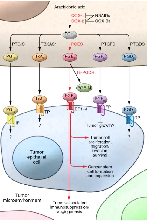 Figure 1. An overview of prostanoid synthesis pathways. Free arachidonic PGFsequentially metabolized to PGIacid can be metabolized to PGH2 by COX-1 and COX-2