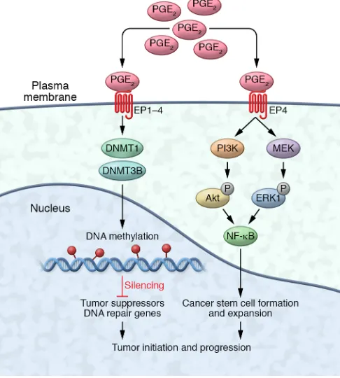 Figure 2. PGE2binds to its receptors (EP1–EP4) to suppress certain tumor suppressor and DNA repair genes by DNA methylation via induction of expression of the DNA methyltransferases DNMT1 and DNMT3B