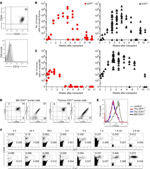 Figure 2. Human thymic precursors overexpressing active NOTCH1 undergo BM engraftment and extrathymic differentiation