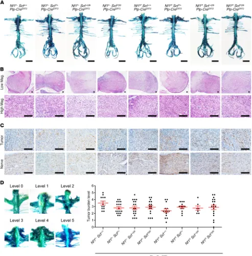 Figure 3. Contributions of Nf1 heterozygosity and SCF to neurofibroma development. (A) The structure of whole spinal cord from neurofibroma-nearing mice