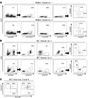 Figure 1. Hematopoietic cells are present in the brains of WT and BLT 