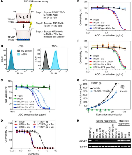 Figure 6. m825-MMAE activation by TSCs drives bystander killing. (EIF4HA) In vitro CM transfer assay