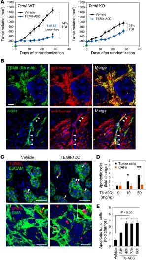 Figure 5. TEM8 expression in stromal cells is required for TEM8-ADC tumor cell killing in vivo