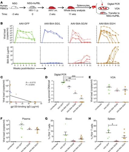 Figure 6. Therapeutic efficacy of AAV-delivered BiIA-SG in infected NSG-HuPBL mice. (A) Experimental schedule of AAV-delivered BiIA-SG for immuno-therapy of HIV-1JR-FL–challenged humanized mice