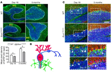 Figure 8. Sca1154Q/2Q mice cerebella show fewer white matter astrocytes than WT. (A) SCA1 cerebellum has less GFAP staining, indicating fewer velate astrocytes than WT cerebella, at P18 and 5 months