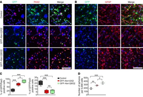 Figure 7. ATXN1 determines the GABAergic and glial lineage specificity of cerebellar stem cells