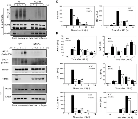 Figure 7. sNASP S158A-KI macrophages have lower proinflammatory cytokine and chemokine production in response to LPS