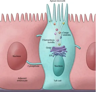 Table 1. Dimensions of enterocyte and tuft cell microvilli in mouse and human small intestine