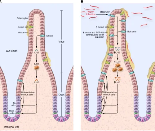 Figure 2. Small intestinal tuft cells induce a type 2 immune response following eukaryotic colonization of the gut
