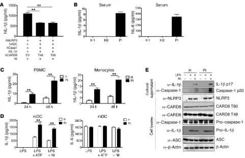 Figure 2. The CARD8 V44I mutation is associated with enhanced IL-1β production and increased NLRP3 inflammasome activation