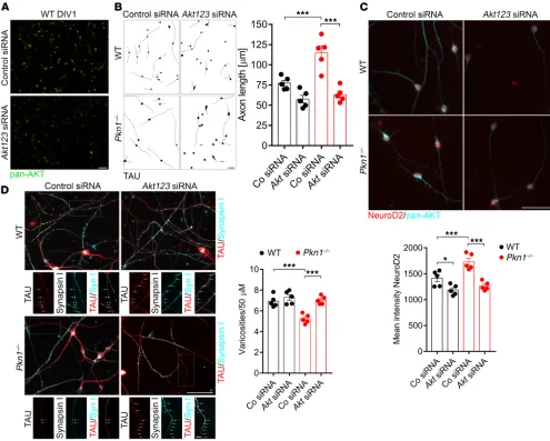 Figure 4. siRNA-mediated Akt10 from 3–5 litters per group]. Axons were stained with TAU