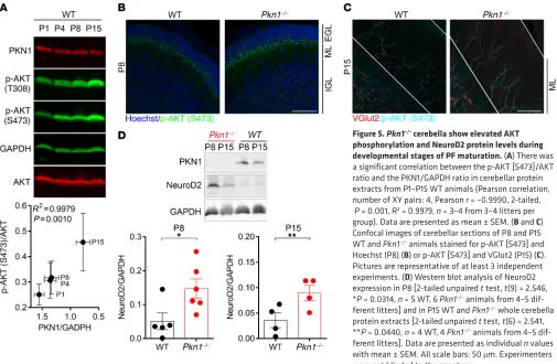 Figure 5. Pkn1–/– cerebella show elevated AKT phosphorylation and NeuroD2 protein levels during developmental stages of PF maturation