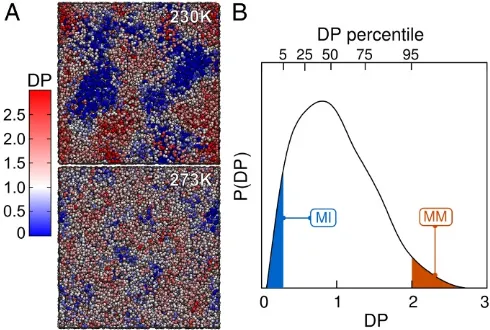 Fig. 1.Dynamical heterogeneity in supercooled liquid water with theTIP4P/Ice model. (A) Spatial distribution of the dynamical propensity (DP)at 230 K and 273 K