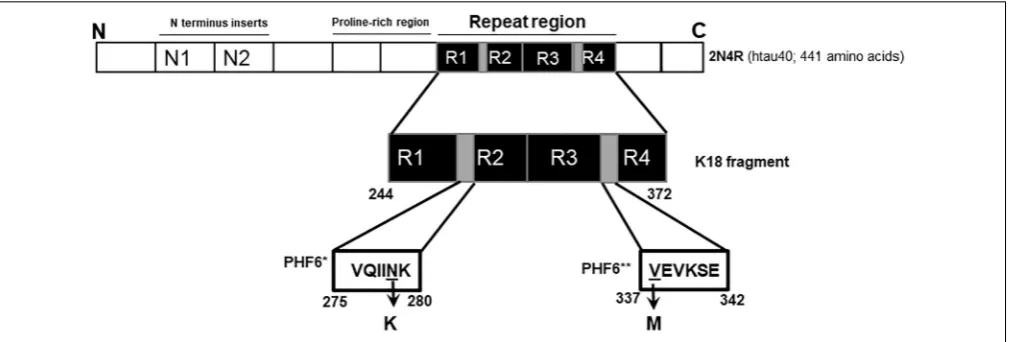 FIGURE 1 | Schematic illustration of the N279K and V337M mutations in tau. The K18 fragment used in this study was constructed based on the full-length humanbrain tau isoform (2N4R; htau40)