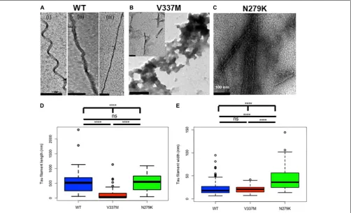 FIGURE 2 | Structural changes in tau K18 ﬁlaments formed in the presence of the V337M and N279K FTD mutations after 4 days of incubation.electron micrographs of K18-WT, showing PHFs and SFs.ﬁlaments (examples shown in the main ﬁgure and inset, respectively